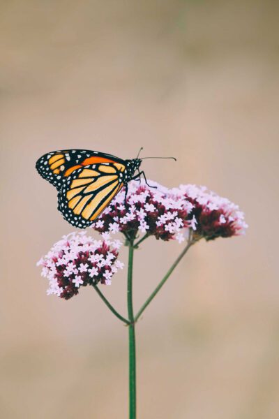 ButterflyFlower